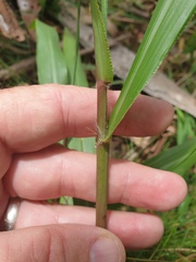 Paspalum scrobiculatum