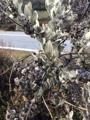 Eriodictyon tomentosum