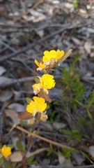 Hibbertia ovata