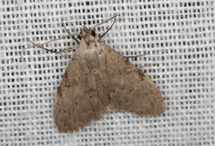 Nola pleurosema