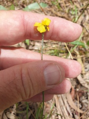 Xyris juncea
