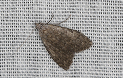 Nola pleurosema