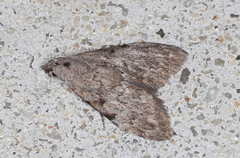 Nola pleurosema