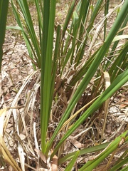 Dianella brevipedunculata