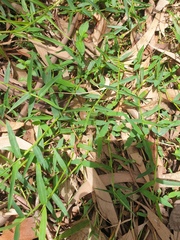 Ottochloa gracillima