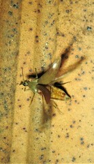 Ripiphoridae