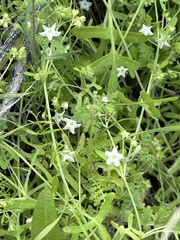 Pholistoma membranaceum