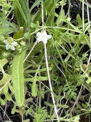 Pholistoma membranaceum