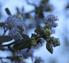 Ceanothus oliganthus