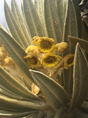 Espeletia hartwegiana