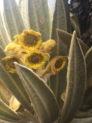 Espeletia hartwegiana