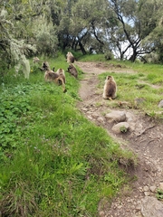 Theropithecus gelada