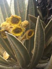 Espeletia hartwegiana