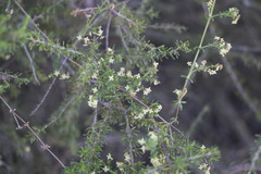 Galium nuttallii