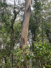 Eucalyptus seeana