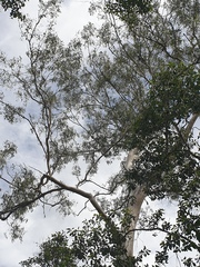 Eucalyptus seeana