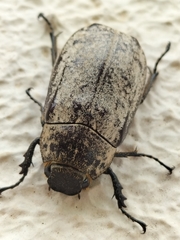 Dermolepida albohirtum