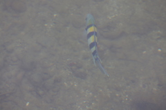 Abudefduf