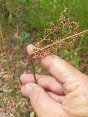 Juncus usitatus