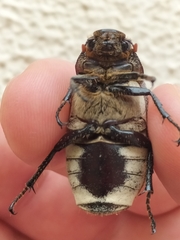 Dermolepida albohirtum