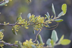 Rhamnus pilosa