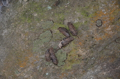 Sciuromorpha