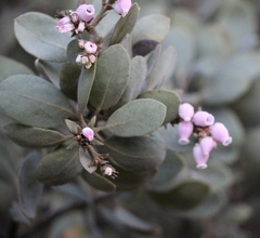 Arctostaphylos glandulosa