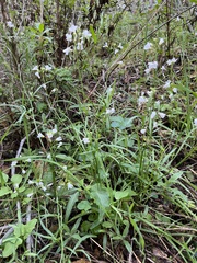 Cardamine californica