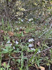Cardamine californica