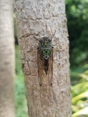 Amphipsalta