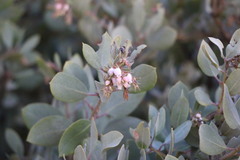 Arctostaphylos glauca