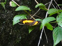 Yoma sabina