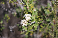 Ceanothus crassifolius