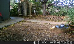 Haemorhous mexicanus