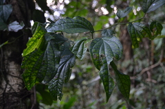 Elatostema