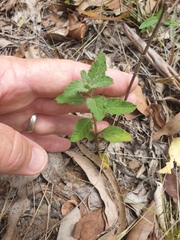 Pterocaulon redolens