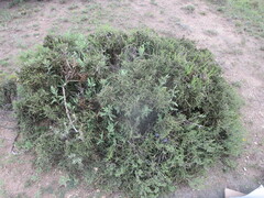 Koeberlinia spinosa