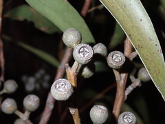 Eucalyptus marginata