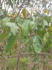 Mallotus philippensis