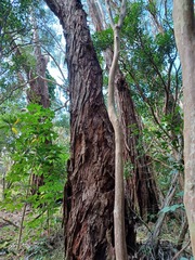Eucalyptus marginata