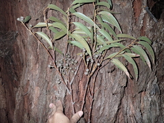 Eucalyptus marginata