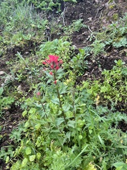 Castilleja affinis