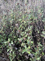 Eriogonum parvifolium