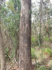 Eucalyptus moluccana