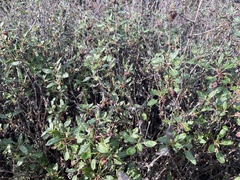 Eriogonum parvifolium