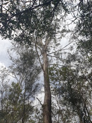 Eucalyptus moluccana