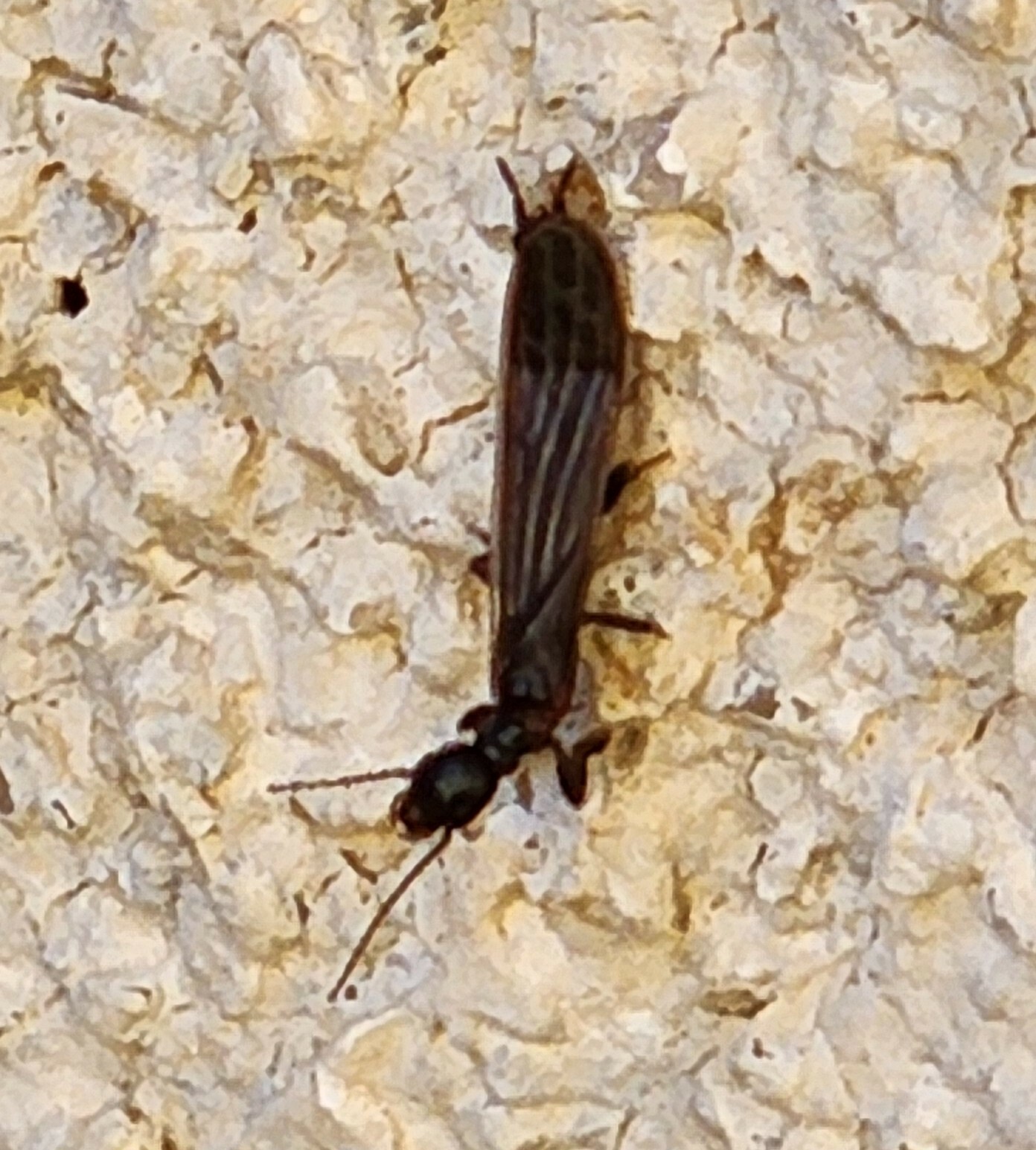 Embioptera