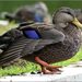 American Black Duck - Photo (c) gbudyk, some rights reserved (CC BY-NC-ND), uploaded by gbudyk