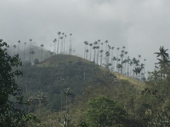 Ceroxylon quindiuense