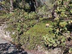 Arctostaphylos hookeri hearstiorum